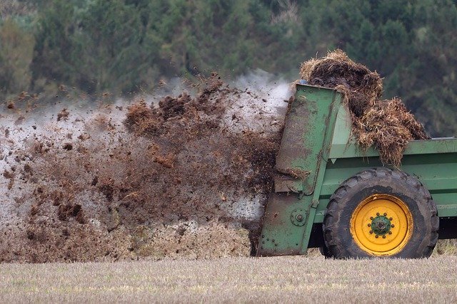 Przenawożenie obornikiem – jakie są objawy? Sposoby na uratowanie rośliny